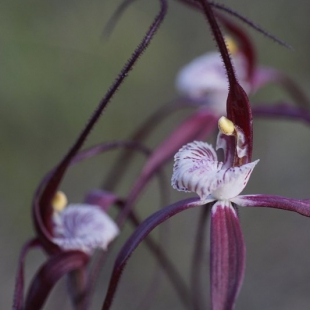 Caladenia chapmanii